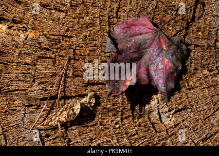 Les feuilles tombées et aiguille de pin sur une souche de refléter les couleurs de l'automne. Banque D'Images
