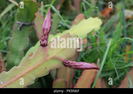 Close up of Epiphyllum ou orchid cactus avec des boutons de fleurs Banque D'Images