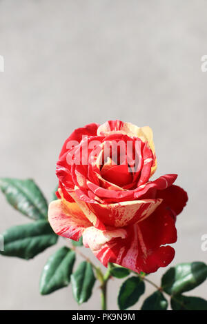 Close up de framboise Rose Tigre isolé en pleine floraison Banque D'Images