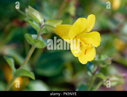 Monkey Flower - Mimulus guttatus fleur jaune trouvé dans la région de Highlands écossais Banque D'Images