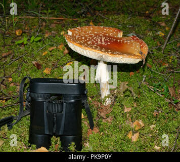 Agaric Fly - Amanita muscaria grand spécimen mature avec des jumelles pour l'échelle Banque D'Images