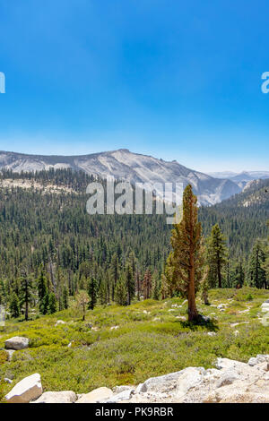 Pin géant unique dans un paysage Portrait de Yosemite Park Banque D'Images