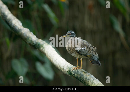 Un Sunbittern Eurypyga helias restt ; sur une branche à l'Aquarium National de Baltimore se profile au visiteurs. L'oiseau et bien d'autres occupent l'exhib Banque D'Images