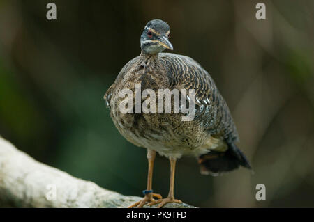 Un Sunbittern Eurypyga helias restt ; sur une branche à l'Aquarium National de Baltimore se profile au visiteurs. L'oiseau et bien d'autres occupent l'exhib Banque D'Images