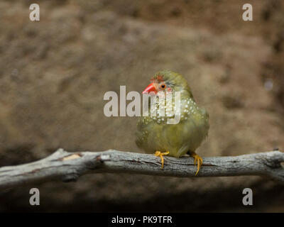 Une star finch au National Aquarium in Baltimore peeks au visiteurs. L'oiseau et bien d'autres occupent l'exposition intitulée "Animal Planète Australla : Banque D'Images