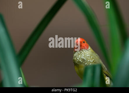 Une star finch au National Aquarium in Baltimore peeks au visiteurs. L'oiseau et bien d'autres occupent l'exposition intitulée "Animal Planète Australla : Banque D'Images