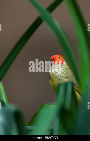 Une star finch au National Aquarium in Baltimore peeks au visiteurs. L'oiseau et bien d'autres occupent l'exposition intitulée "Animal Planète Australla : Banque D'Images