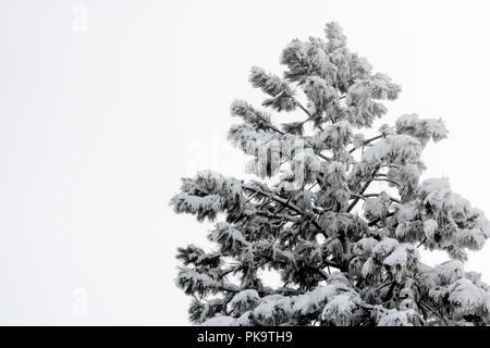 Seule grande coulter pine tree couvert de neige mouillée en hiver Banque D'Images