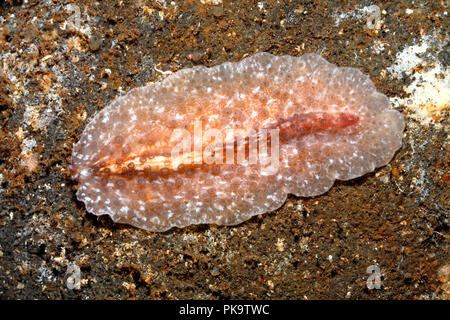 Plathelminthe Marine, Thysanozoon sp. Semble être une espèce non décrite.Tulamben, Bali, Indonésie. La mer de Bali, de l'Océan Indien Banque D'Images