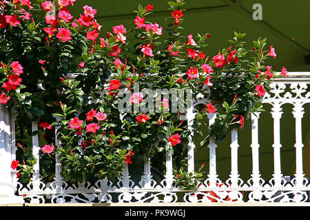 Mandevilla rock (trompette) croissant au fil de fer forgé blanc, terrasse maison, ville, à Sydney, New South Wales, Australia Banque D'Images