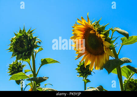 La texture des tournesols et l'arrière-plan pour les concepteurs. Vue Macro du tournesol en fleur. Fond de fleurs naturelles et biologiques Banque D'Images