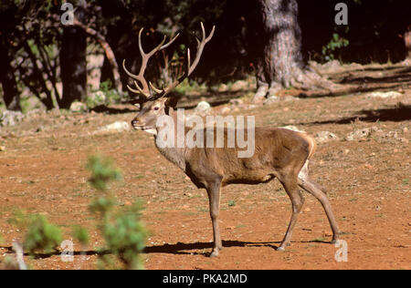 Un Red Deer. Sierras de Cazorla, Segura y Las Villas Parc Naturel. Jaen province. Région de l'Andalousie. L'Espagne. L'Europe Banque D'Images