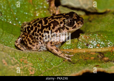 Crapaud ibérique (Pelobates cultripes). Le sud de l'Espagne. L'Europe Banque D'Images