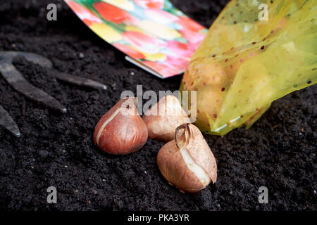 La plantation des bulbes de tulipes fleurissent au printemps à l'automne dans un jardin au Royaume-Uni Banque D'Images