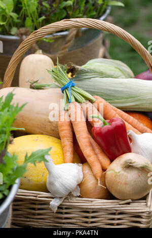 Panier de récolte contenant une sélection de légumes cultivés au Royaume-Uni. Banque D'Images