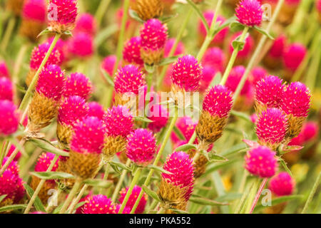 Gomphrena haageana, groupe ' Carmine ' Banque D'Images