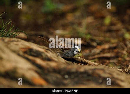 White-throated Sparrow Zonotrichia albicollis : : Banque D'Images