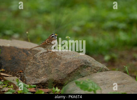 White-throated Sparrow Zonotrichia albicollis : : Banque D'Images