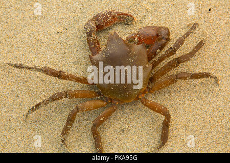 Varech du crabe (Pugettia producta) sur la plage de Wickaninnish, Pacific Rim National Park, British Columbia, Canada Banque D'Images