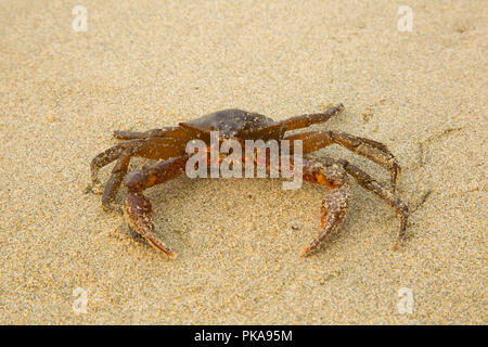 Varech du crabe (Pugettia producta) sur la plage de Wickaninnish, Pacific Rim National Park, British Columbia, Canada Banque D'Images