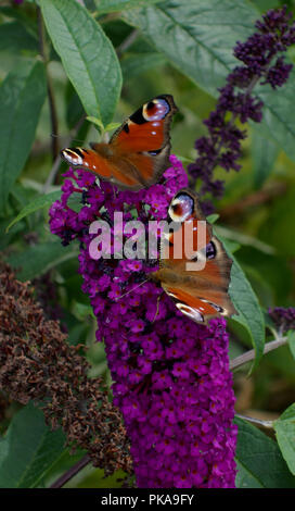 Deux papillons Paon Buddleia violet sur Banque D'Images