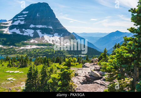 Sentier du col de Logan, dans le parc national des Glaciers aux beaux jours, Montana, USA. Banque D'Images