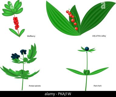 Vector illustration de forest fruits toxiques Illustration de Vecteur