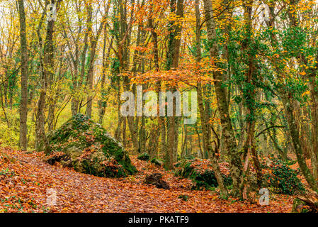 Les grosses pierres, des feuilles mortes, un pittoresque paysage de forêt d'automne dans les montagnes Banque D'Images