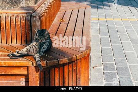 Sleeping cat s'appuyant sur banc en bois Banque D'Images