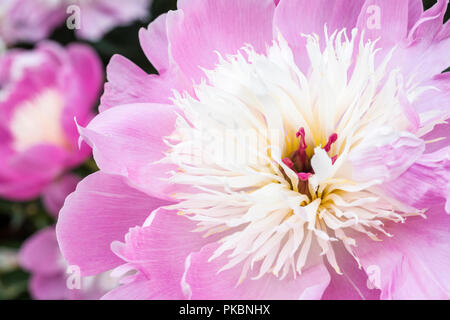 Close-up de Paeonia lactiflora 'Bowl of Beauty', 'pivoine Bowl of Beauty' Fleur Banque D'Images