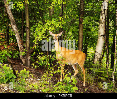 Deer animal dans la forêt voir de corps, tête, oreilles, yeux, nez, des jambes avec un fond de feuillage des arbres dans son environnement et de l'environnement. Banque D'Images