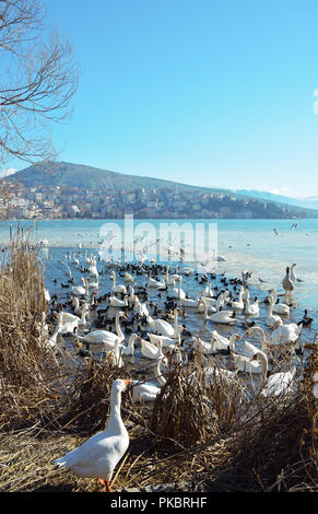 Wintry scenic avec une volée d'oiseaux dans la moitié lac gelé Banque D'Images