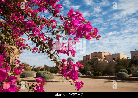 Bush de bougainvillées rose sur une journée ensoleillée Banque D'Images