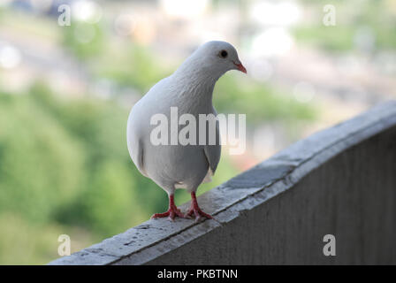 Fier pigeon blanc sur un balcon sur l'arrière-plan flou de la rue verte Banque D'Images