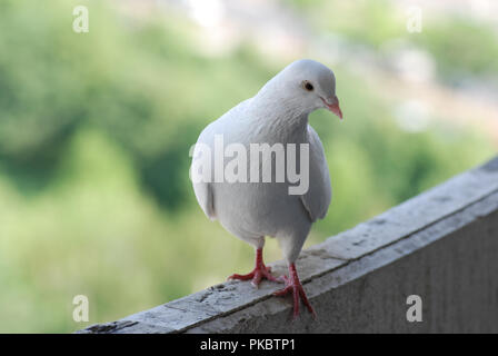 Fier pigeon blanc sur un balcon sur l'arrière-plan flou de la rue verte Banque D'Images