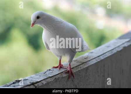 Fier pigeon blanc sur un balcon sur l'arrière-plan flou de la rue verte Banque D'Images