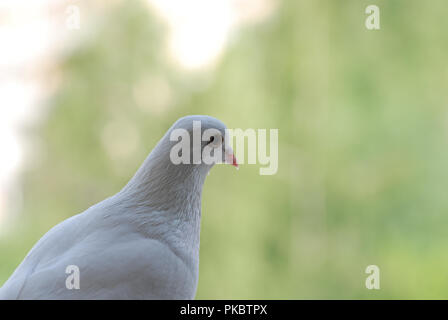 Fier pigeon blanc sur un balcon sur l'arrière-plan flou de la rue verte Banque D'Images