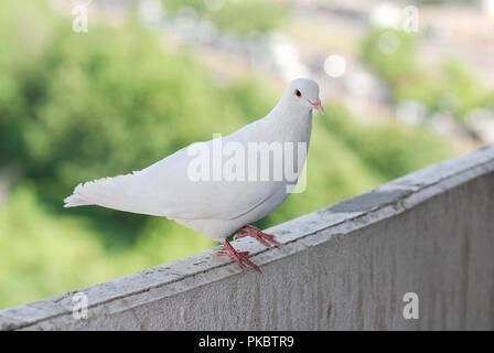 Fier pigeon blanc sur un balcon sur l'arrière-plan flou de la rue verte Banque D'Images