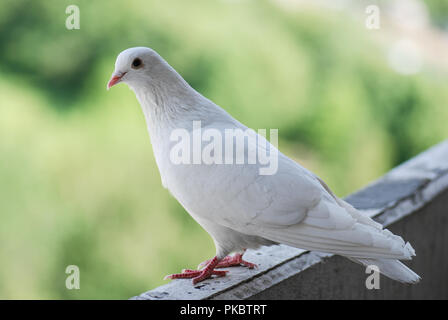 Fier pigeon blanc sur un balcon sur l'arrière-plan flou de la rue verte Banque D'Images