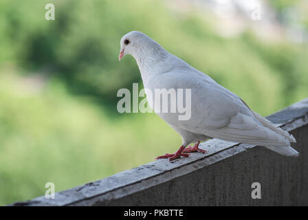 Fier pigeon blanc sur un balcon sur l'arrière-plan flou de la rue verte Banque D'Images