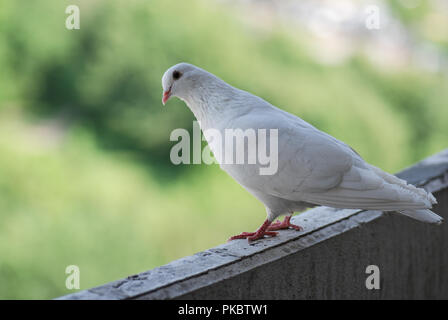 Fier pigeon blanc sur un balcon sur l'arrière-plan flou de la rue verte Banque D'Images