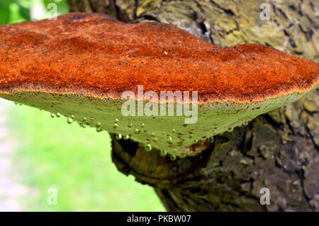 Champignon pousse sur un pommier Banque D'Images