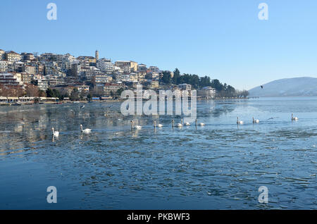 Cygnes nageant à la fonte de l'eau glacée dans le lac de Kastoria en Grèce Banque D'Images