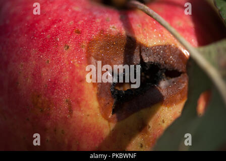 Rotten Apple rouge humide sur une branche , distributeurs focus macro shot avec DOF peu profondes Banque D'Images