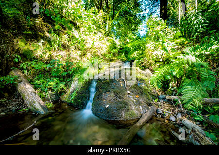 Petite cascade dans un écrin de forêt dans l'été avec de l'eau fonctionne bien Banque D'Images