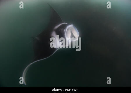 Plongée avec des raies manta dans l'eau riche de Hiva Oa, Marquises, Polynésie Française Banque D'Images