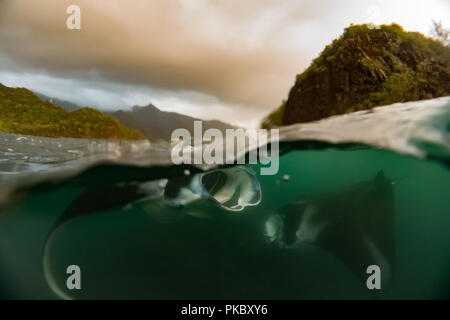 Plongée avec des raies manta dans l'eau riche de Hiva Oa, Marquises, Polynésie Française Banque D'Images