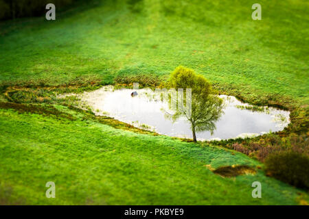 Lonely tree par un petit étang sur un green rural champ au printemps vu de dessus Banque D'Images