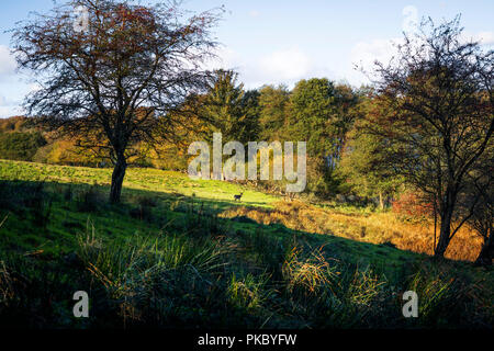 Paysage d'automne avec un chevreuil à une distance sur un champ entouré d'arbres colorés à l'automne Banque D'Images