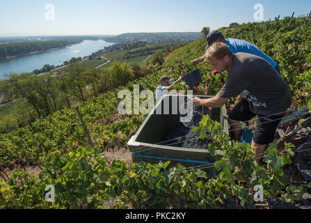 12 septembre 2018, Rhénanie-Palatinat, Nierstein : Sur une pente raide au-dessus du Rhin, les pêcheurs pour les raisins fraîchement récoltés dans un récipient collecteur. À partir de la récolte jusqu'à l'amélioration, la production de vin reste un travail manuel. Pendant ce temps, les vignerons en Rhénanie-Palatinat sont satisfaits des résultats de la vendange. Photo : Boris Roessler/dpa Banque D'Images